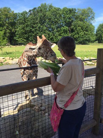 Keystone Safari